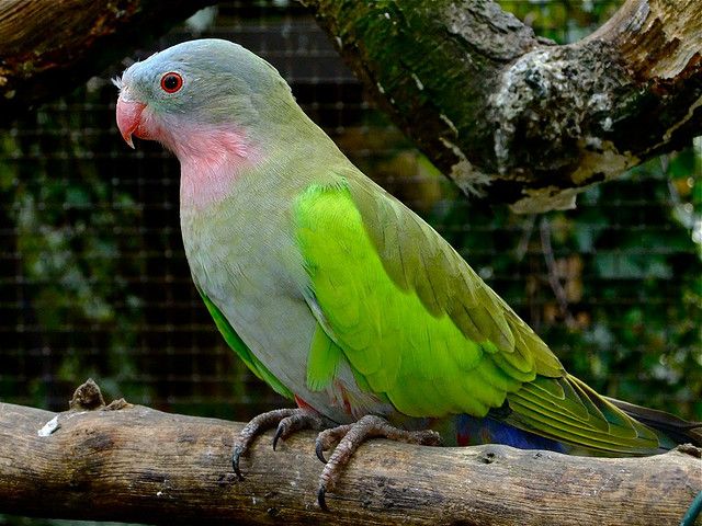 Princess Parrot/Prince Of Wales Parakeet