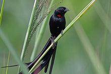 Load image into Gallery viewer, Red-collared Widowbird
