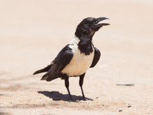 Load image into Gallery viewer, African Pied Crow