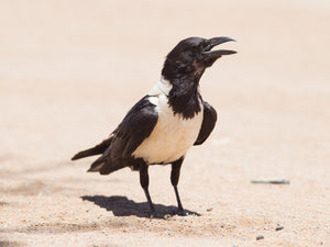 African Pied Crow