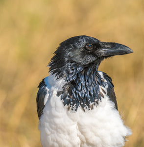 African Pied Crow