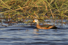 Load image into Gallery viewer, African Pygmy Goose