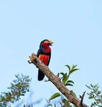 Load image into Gallery viewer, Bearded Barbet