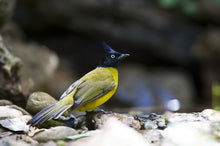 Load image into Gallery viewer, Black-crested Bulbul