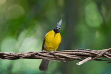 Load image into Gallery viewer, Black-crested Bulbul