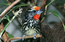 Load image into Gallery viewer, Black Spotted Barbet
