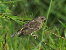 Load image into Gallery viewer, Black-throated Canary