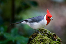 Load image into Gallery viewer, Brazilian Cardinal