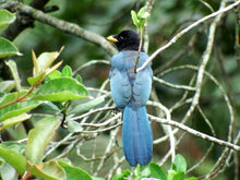 Load image into Gallery viewer, Bushy-crested jay