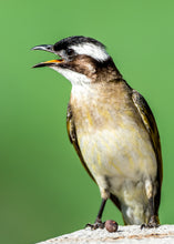 Load image into Gallery viewer, Chinese Bulbul aka Light-vented Bulbul