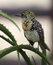 Load image into Gallery viewer, D’Arnaud’s Barbet