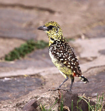 Load image into Gallery viewer, D’Arnaud’s Barbet