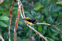 Load image into Gallery viewer, Gilded Barbet