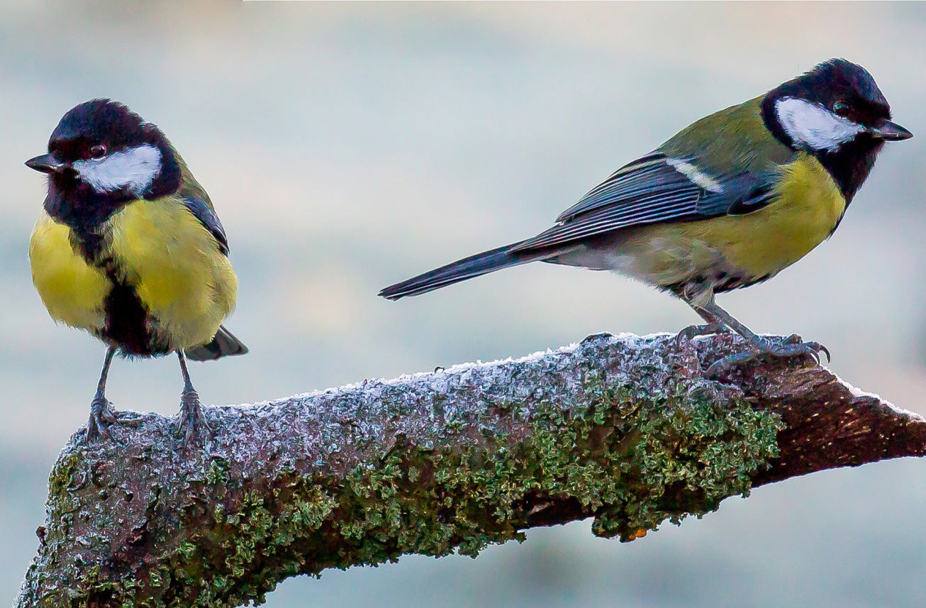 Why are Birds Called Tits: Unveiling the Curious Name Origin