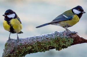 Great Tit