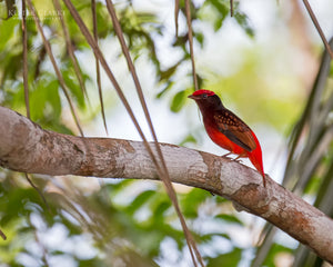 Guianan Red Cotinga