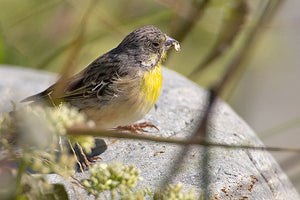 Lemon-breasted Canary