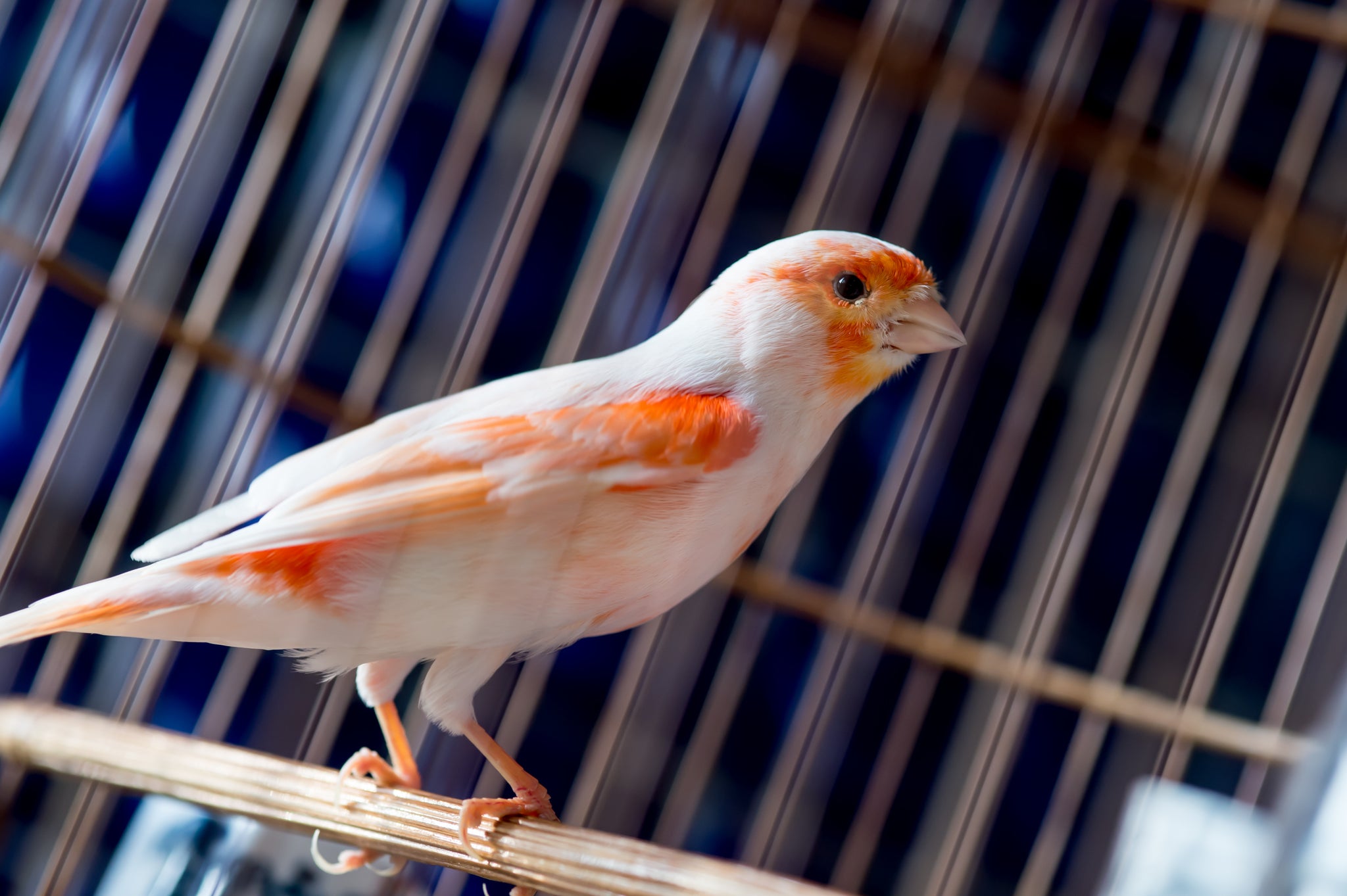 Mosaic Canary – AZ Birds - Main Image