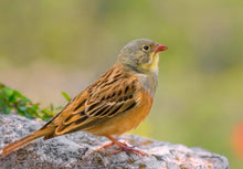Load image into Gallery viewer, Ortolan Bunting