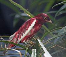 Load image into Gallery viewer, Pompadour Cotinga