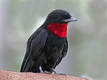 Load image into Gallery viewer, Purple-throated Fruitcrow