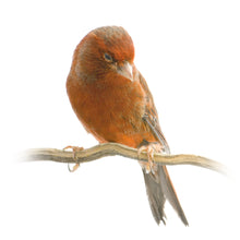 Load image into Gallery viewer, Red Agate Canary
