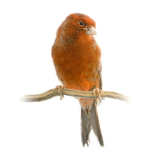 Load image into Gallery viewer, Red Agate Canary