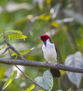 Red Capped Cardinal