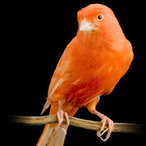 Red Factor Canary
