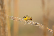Load image into Gallery viewer, Red-headed Bunting