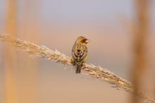 Load image into Gallery viewer, Red-headed Bunting