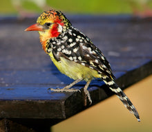 Load image into Gallery viewer, Red-and-yellow Barbet