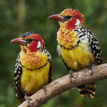 Load image into Gallery viewer, Red-and-yellow Barbet