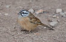 Load image into Gallery viewer, Rock Bunting