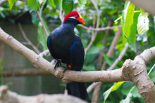 Load image into Gallery viewer, Violet Turaco