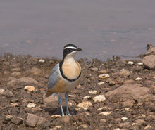 Load image into Gallery viewer, Egyptian Plover