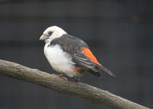 Load image into Gallery viewer, White-Headed Buffalo Weaver