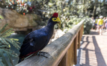 Load image into Gallery viewer, Lady Ross&#39;s Turaco