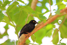 Load image into Gallery viewer, Vieillot’s Black Weaver
