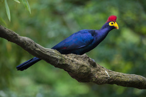 Lady Ross's Turaco
