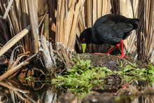 Load image into Gallery viewer, Black Crake