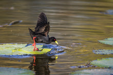 Load image into Gallery viewer, Black Crake