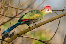 Load image into Gallery viewer, Red-crested Turaco