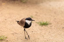 Load image into Gallery viewer, Spur-winged Lapwing