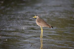 Wattled Plover(Lapwing)