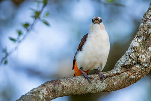 White-Headed Buffalo Weaver