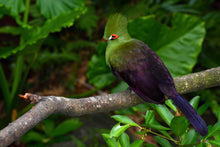 Load image into Gallery viewer, Guinea Turaco (Dna Tested)