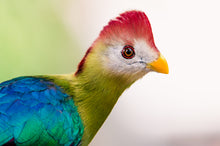 Load image into Gallery viewer, Red-crested Turaco