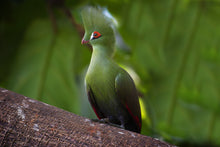 Load image into Gallery viewer, Guinea Turaco (Dna Tested)
