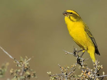 Load image into Gallery viewer, South African Yellow Canary